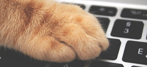 łapa kota na klawiaturze komputera
